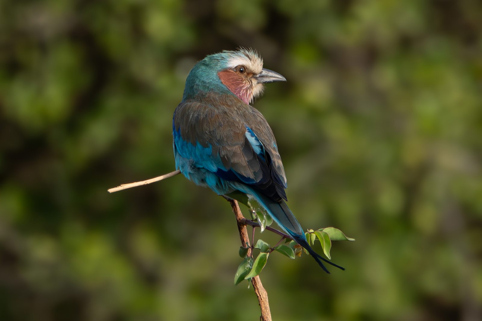 Colorful bird wildlife close-up