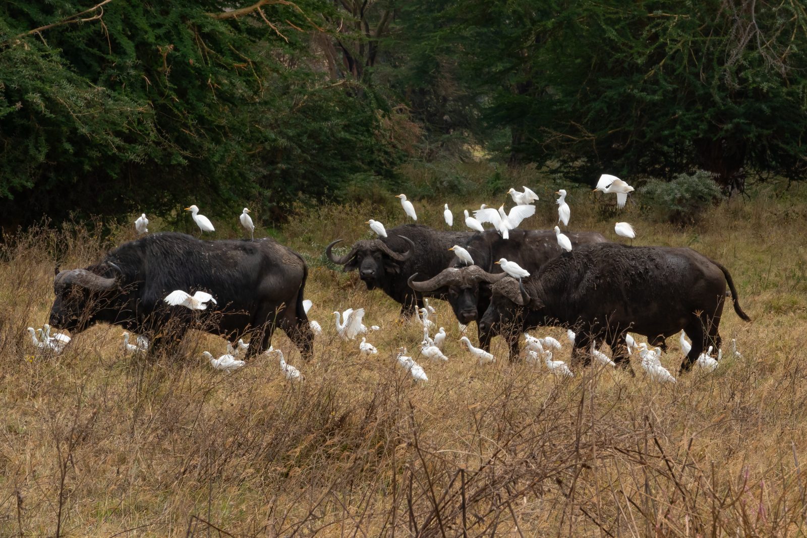 Ngorongoro Conservation Area destination image