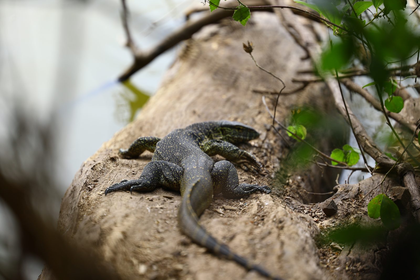 Ruaha National Park destination image