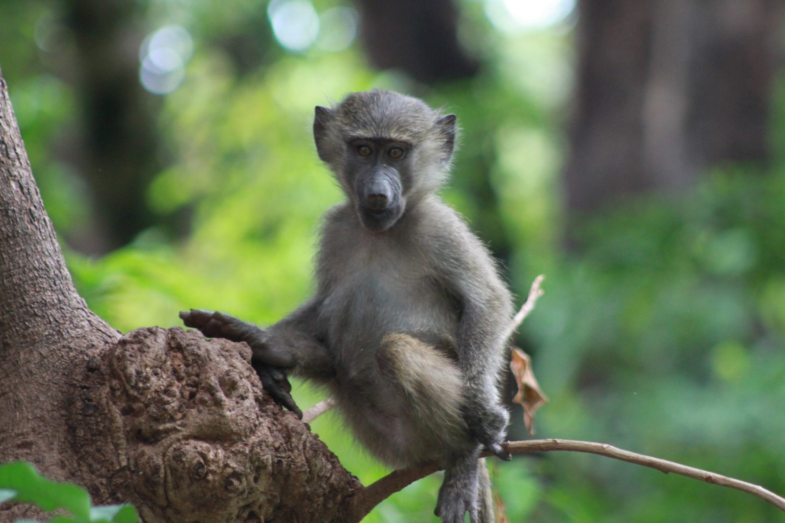 Mkomazi National Park destination image