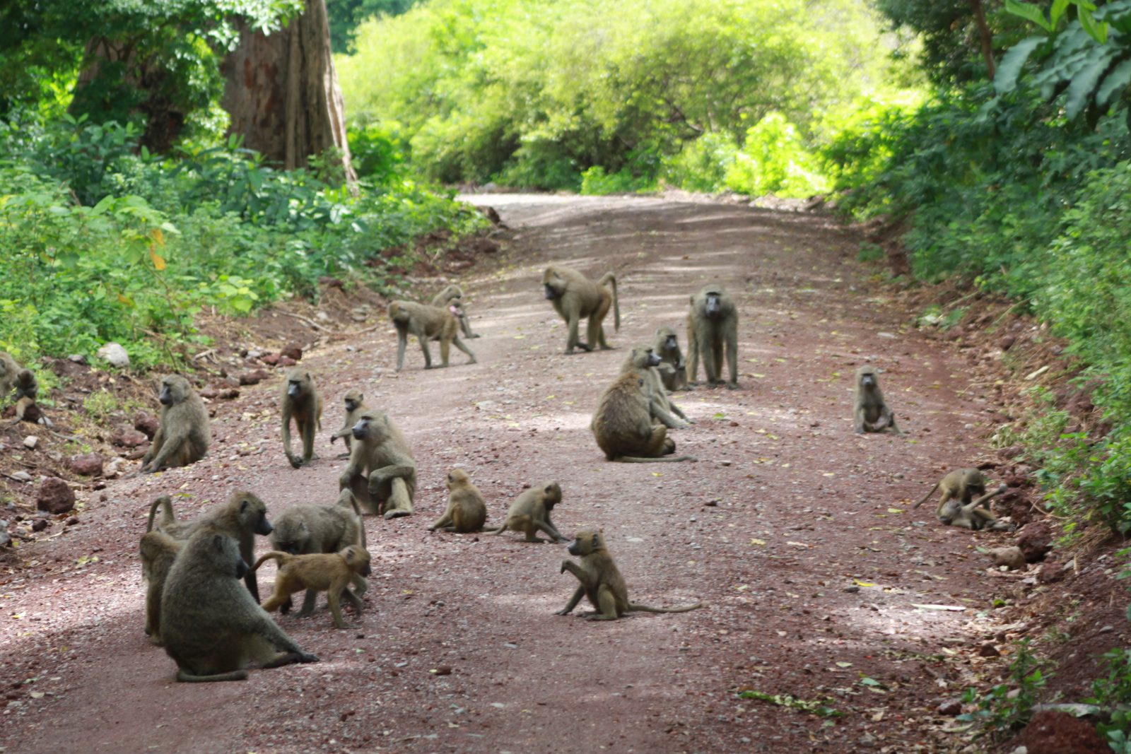 Mikumi National Park destination image