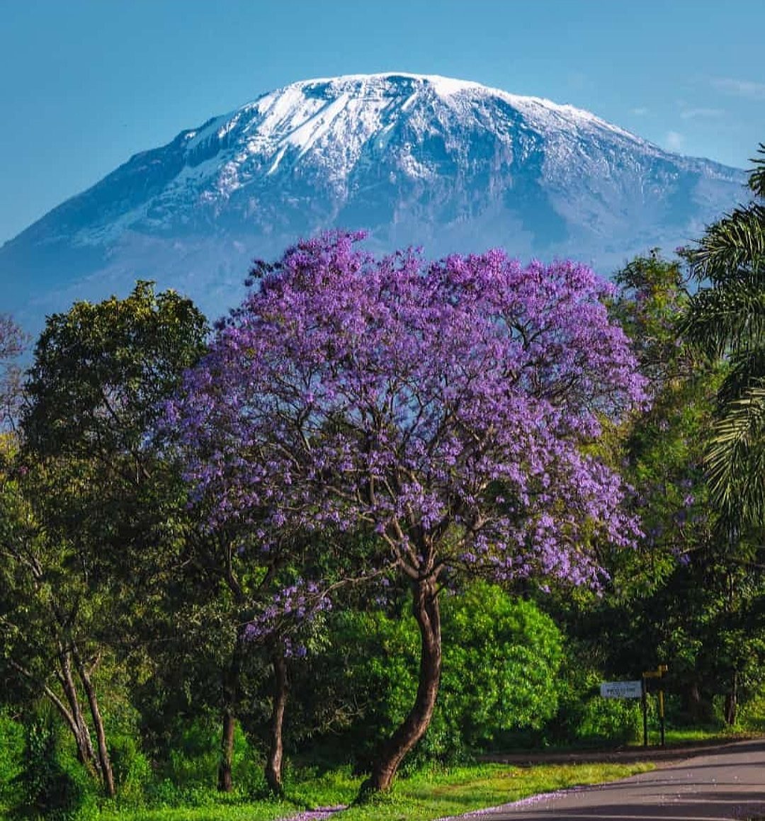 Snow-capped Kilimanjaro viewed from Marangu
