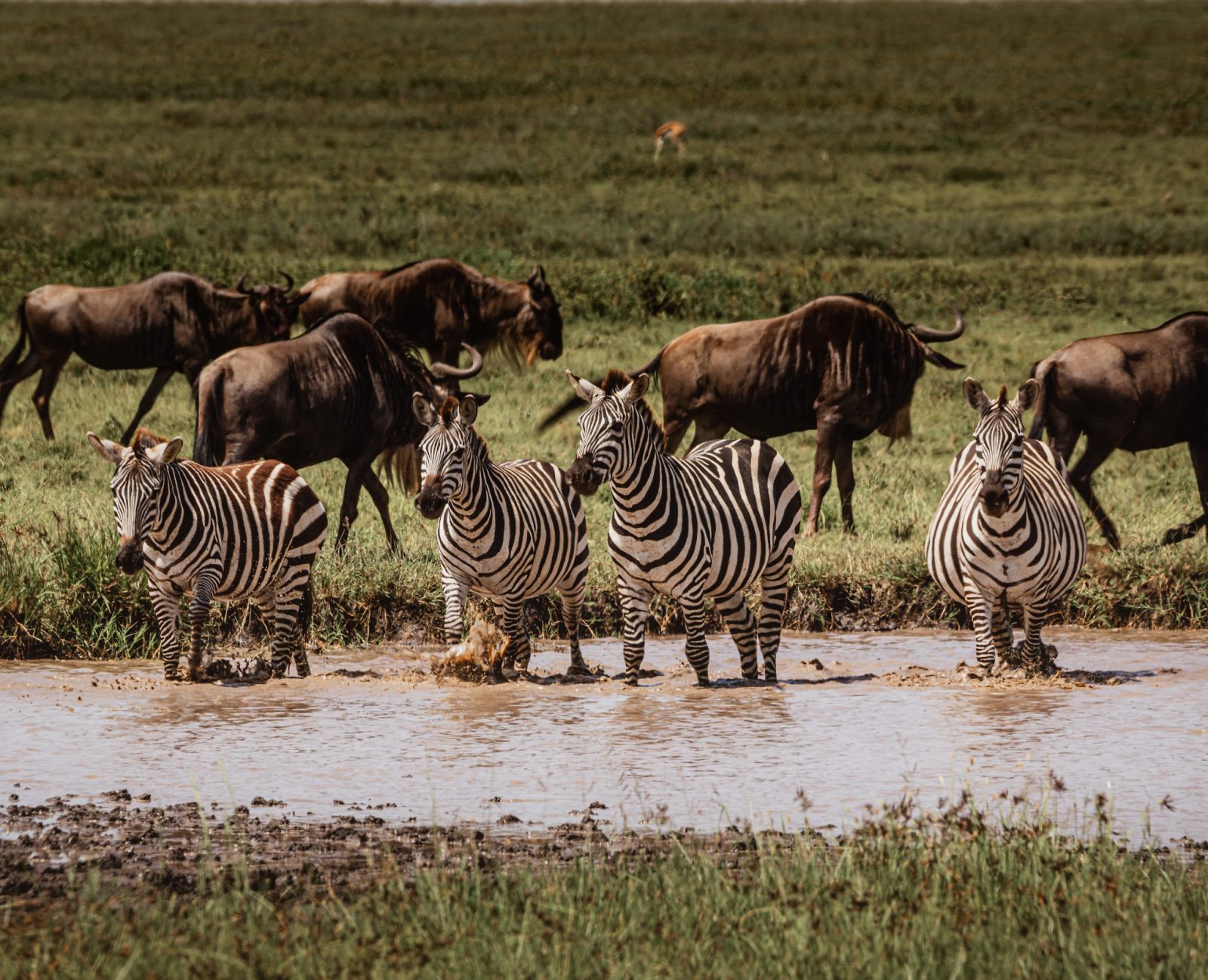 Safari guide with guests