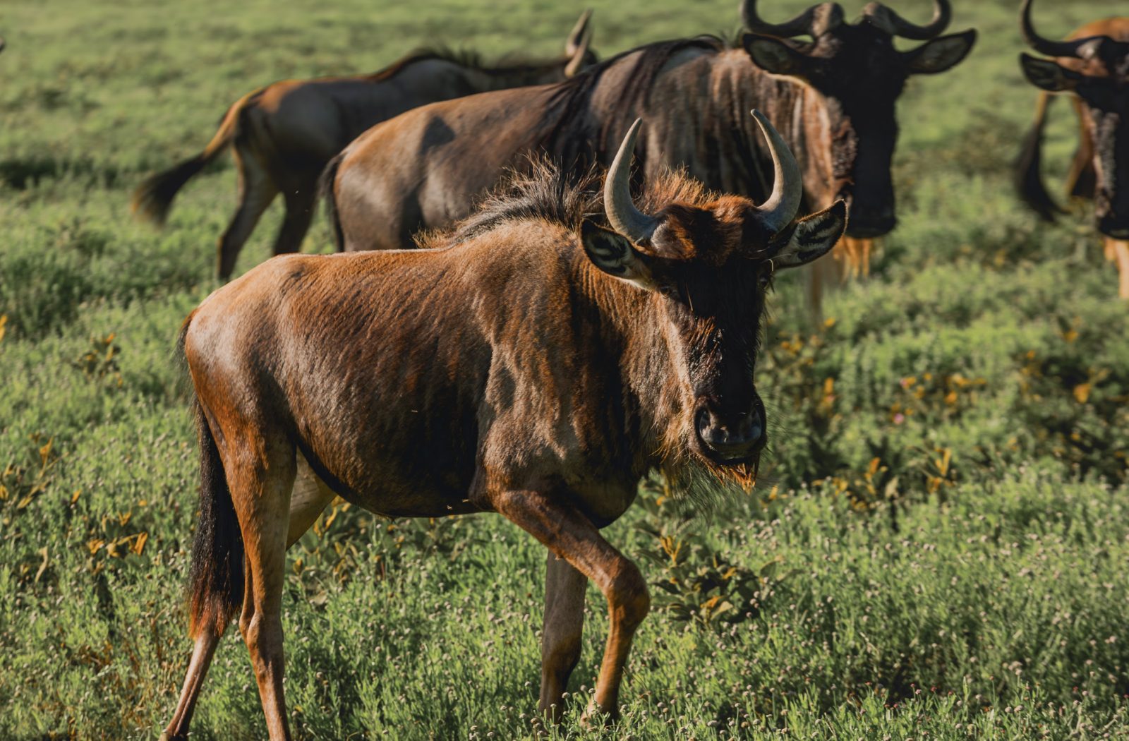 Safari game drive