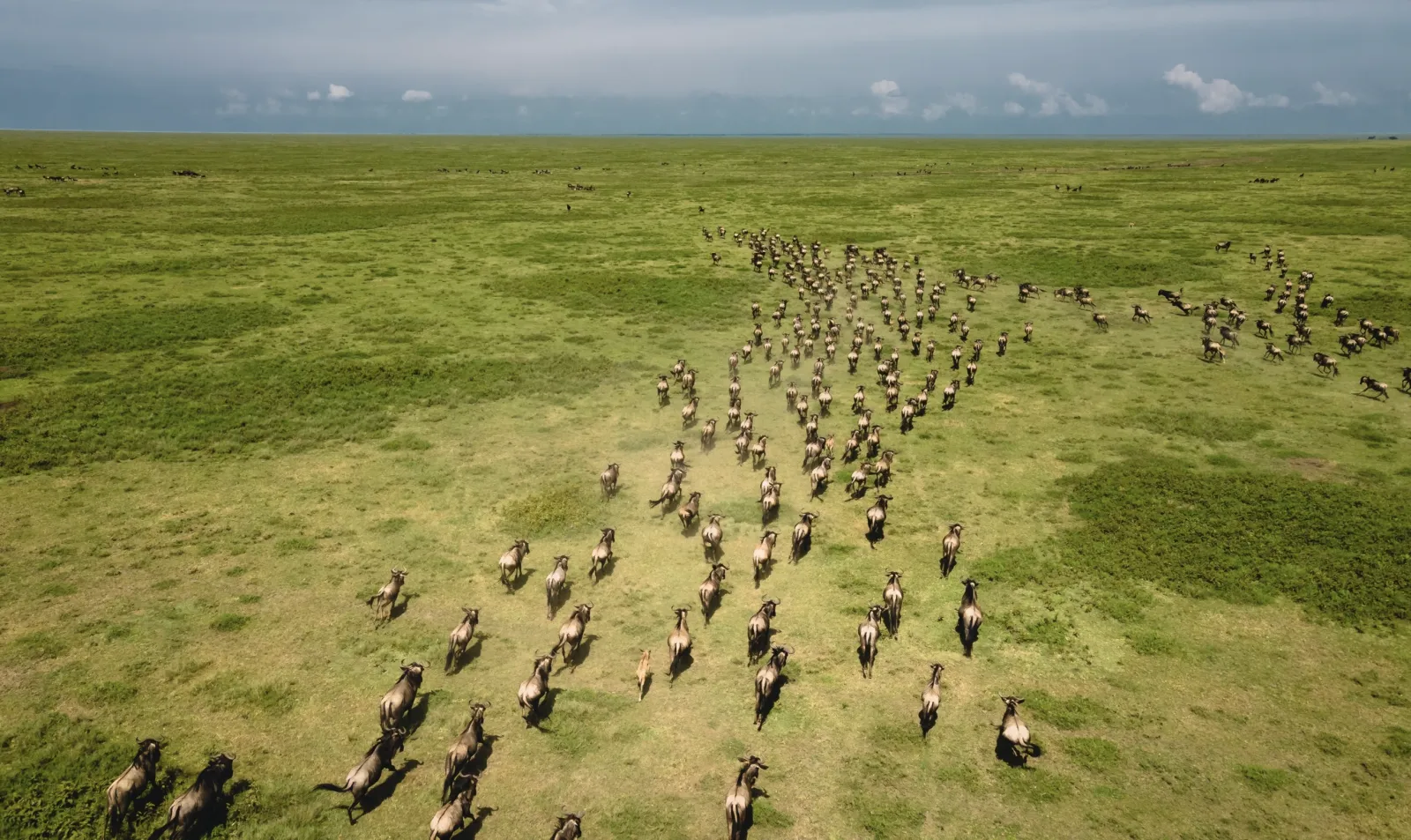 Ndutu Migration safari