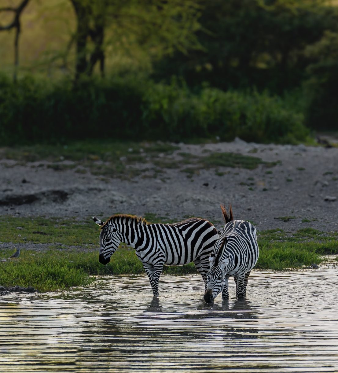 Ndutu plains safari